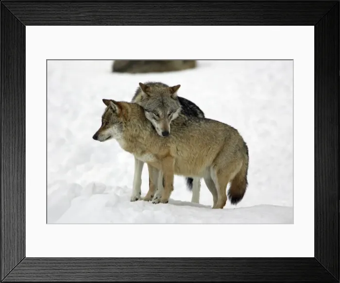 Framed Print : European Wolf - alpha male showing affection towards pack leader, the alpha female, in snow, winter Bavaria, Germany Framed Print : European Wolf - alpha male showing affection towards pack leader, the alpha female, in snow, winter Bavaria, Germany