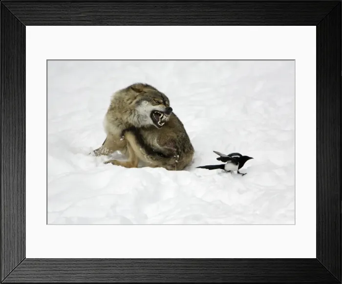 Framed Print : European Wolf - injured animal snarling at magpie, which is trying to peck at raw flesh, winter Bavaria, Germany Framed Print : European Wolf - injured animal snarling at magpie, which is trying to peck at raw flesh, winter Bavaria, Germany