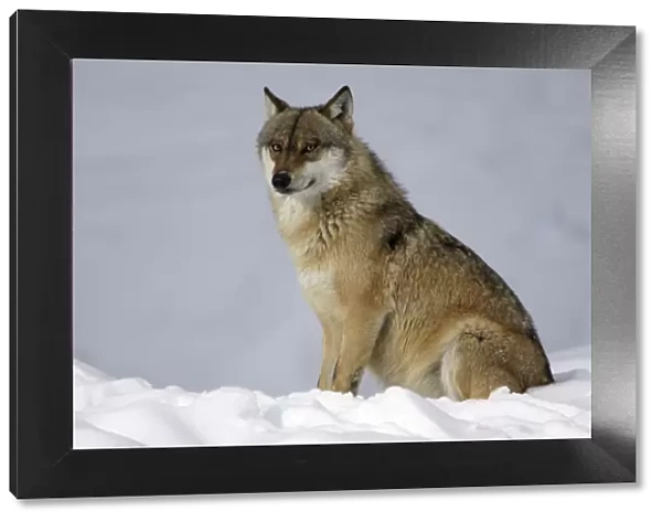 European Wolf - animal sitting in snow, resting, winter Bavaria, Germany