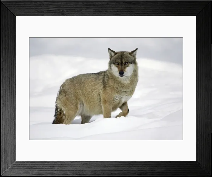 Framed Print : European Wolf - animal standing in deep snow, winter Bavaria, Germany Framed Print : European Wolf - animal standing in deep snow, winter Bavaria, Germany