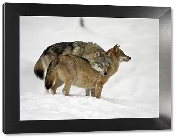 European Wolf- alpha male showing affection towards pack leader, the alpha female, in snow, winter Bavaria, Germany