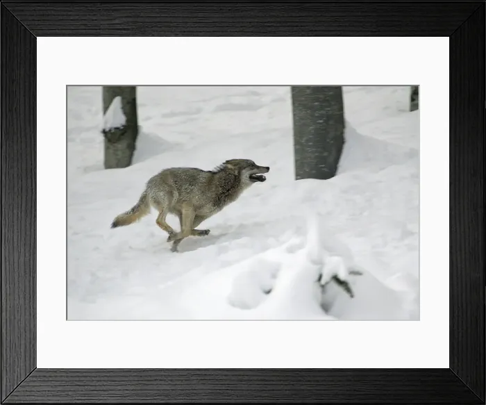 Framed Print : European Wolf - young animal running through snow, playing, winter Bavaria, Germany Framed Print : European Wolf - young animal running through snow, playing, winter Bavaria, Germany