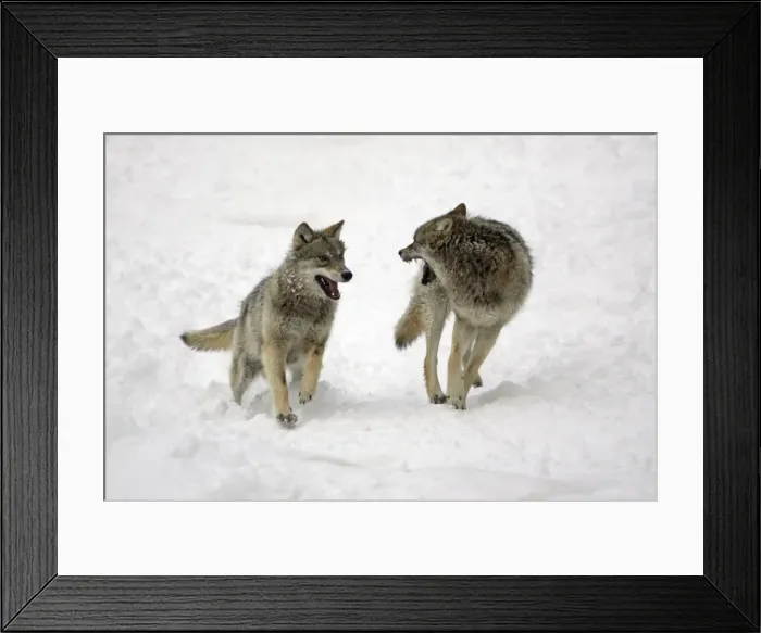 Framed Print : European Wolf - 2 young animals chasing each other through snow, playing, winter Bavaria, Germany Framed Print : European Wolf - 2 young animals chasing each other through snow, playing, winter Bavaria, Germany