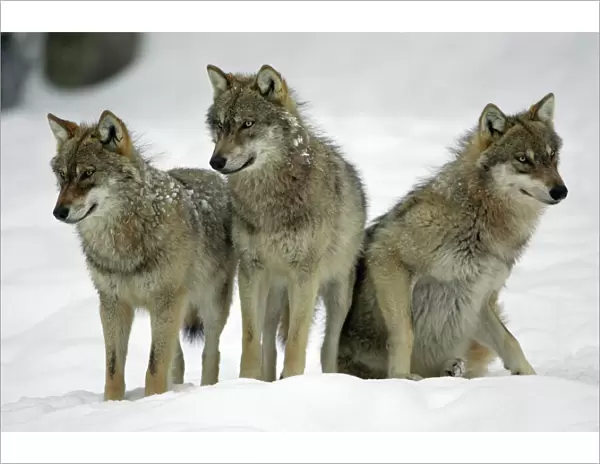 European Wolf - 3 young animals looking alert in snow, winter Bavaria, Germany