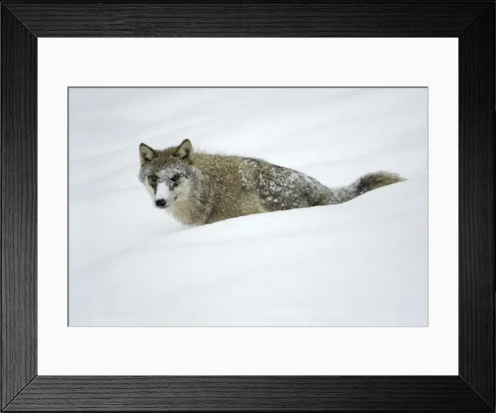Framed Print : European Wolf - young animal with face covered in snow, winter Bavaria, Germany Framed Print : European Wolf - young animal with face covered in snow, winter Bavaria, Germany