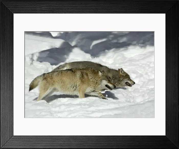 Framed Print : European Wolf- 2 animals hunting in snow, winter Bavaria, Germany Framed Print : European Wolf- 2 animals hunting in snow, winter Bavaria, Germany