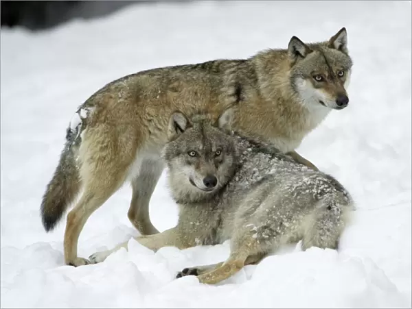 European Wolf - 2 animals resting in snow, winter Bavaria, Germany