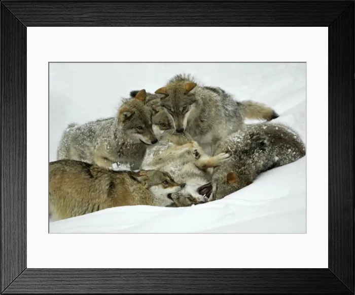 Framed Print : European Wolf- pack members play fighting in snow, social bonding behaviour Bavaria, Germany Framed Print : European Wolf- pack members play fighting in snow, social bonding behaviour Bavaria, Germany