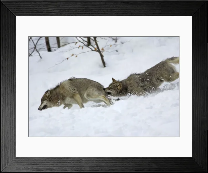Framed Print : European Wolf - Young animal attacking the rank weakest animal in snow, winter Bavaria, Germany Framed Print : European Wolf - Young animal attacking the rank weakest animal in snow, winter Bavaria, Germany