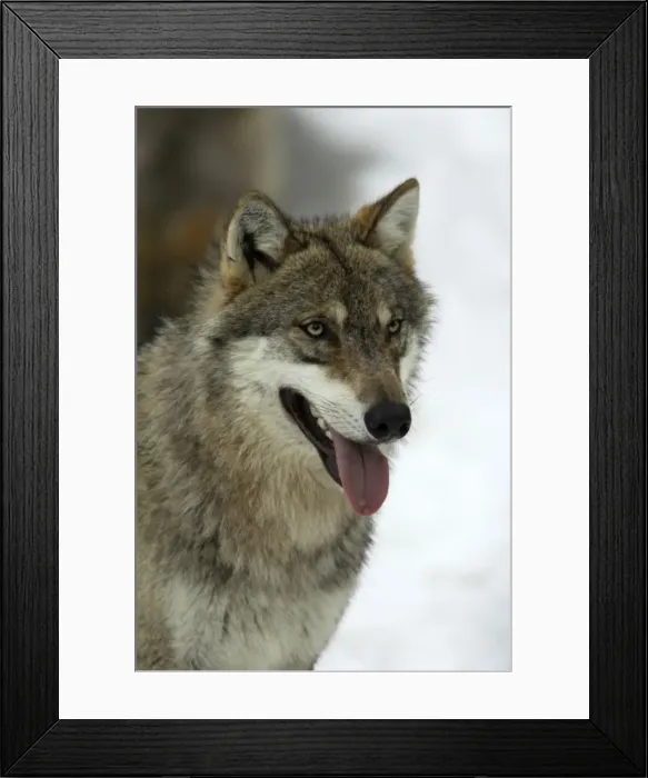 Framed Print : European Wolf - Portrait of animal in snow, winter Bavaria, Germany Framed Print : European Wolf - Portrait of animal in snow, winter Bavaria, Germany
