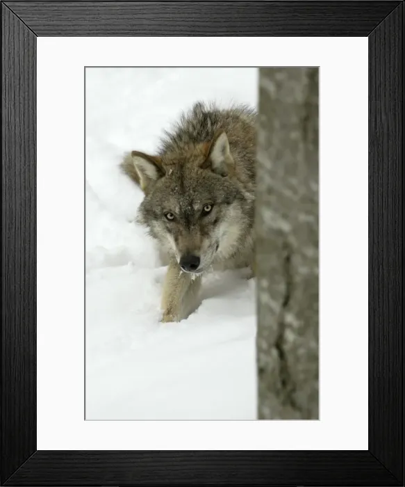 Framed Print : European Wolf - Young animal hiding behind tree stem in snow, winter Bavaria, Germany Framed Print : European Wolf - Young animal hiding behind tree stem in snow, winter Bavaria, Germany