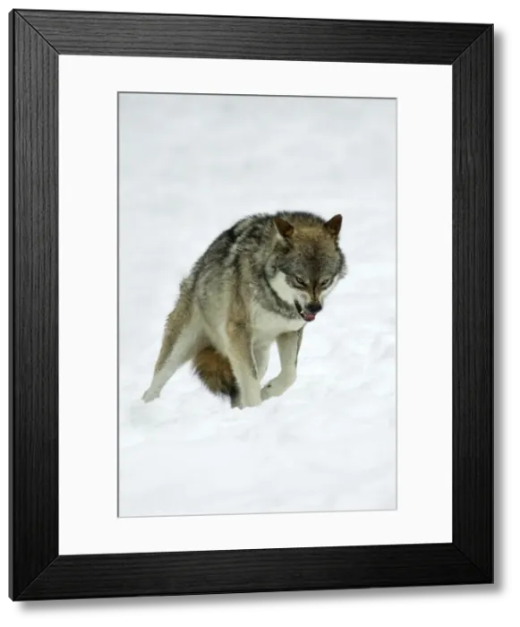Framed Print : European Wolf- animal snarling to other pack memebers in snow, rank dispute Bavaria, Germany Framed Print : European Wolf- animal snarling to other pack memebers in snow, rank dispute Bavaria, Germany