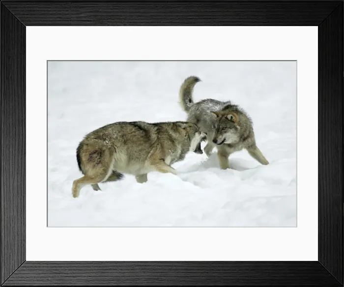 Framed Print : European Wolf - young wolf confronting rank weakest animal, pack dispute Bavaria, Germany Framed Print : European Wolf - young wolf confronting rank weakest animal, pack dispute Bavaria, Germany