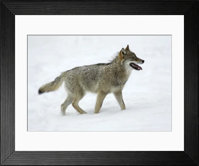Framed Print : European Wolf- young animal panting, standing in snow, winter Bavaria, Germany Framed Print : European Wolf- young animal panting, standing in snow, winter Bavaria, Germany