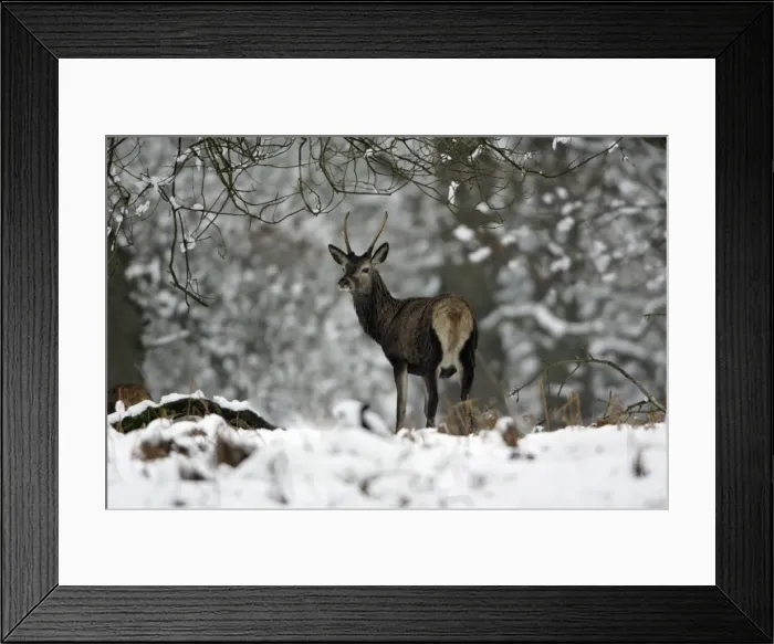 Framed Print : Red Deer - Young stag in snow covered forest, winter Hessen, Germany Framed Print : Red Deer - Young stag in snow covered forest, winter Hessen, Germany