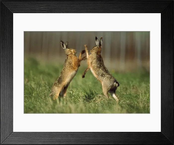 Framed Print : European Hare - x2 boxing Framed Print : European Hare - x2 boxing