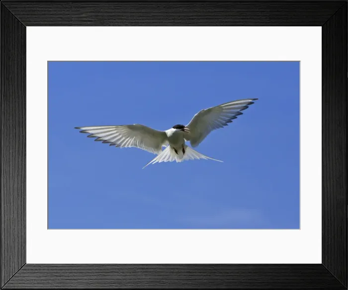 Framed Print : Arctic Tern-in flight hovering, Farne Islands, Northumberland UK