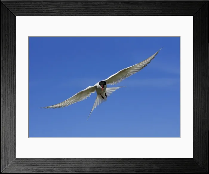 Framed Print : Arctic Tern-in flight showing aggression, Farne Islands, Northumberland UK Framed Print : Arctic Tern-in flight showing aggression, Farne Islands, Northumberland UK
