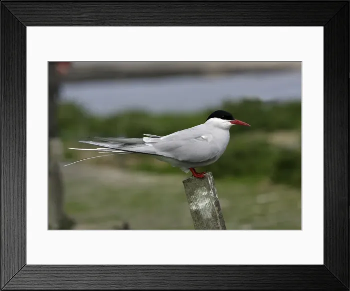 Framed Print : Arctic Tern-sitting on post, Farne Islands, Northumberland UK Framed Print : Arctic Tern-sitting on post, Farne Islands, Northumberland UK