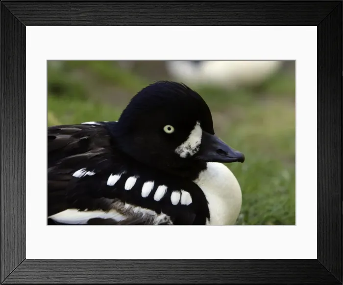 Framed Print : Barrow's Goldeneye-detailed study of drake's head, Washington WWT, Tyne and Wear UK Framed Print : Barrow's Goldeneye-detailed study of drake's head, Washington WWT, Tyne and Wear UK
