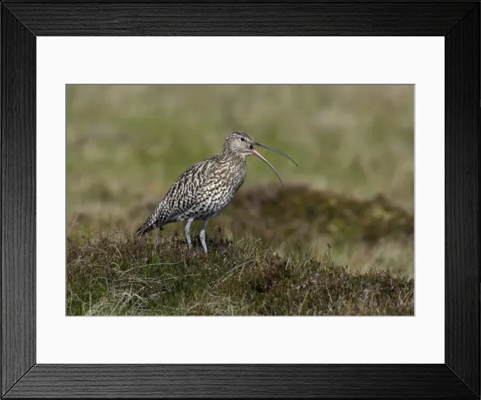 Framed Print : Curlew-calling alrm to warn chicks, in nesting territory, Northumberland UK Framed Print : Curlew-calling alrm to warn chicks, in nesting territory, Northumberland UK