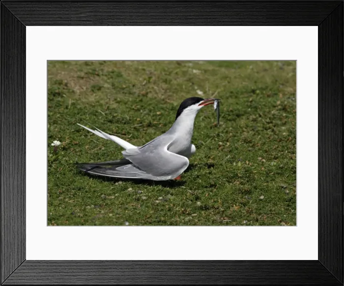 Framed Print : Common Tern-courtship displaying with sandeel in beak, Farne Isles, Northumberland UK Framed Print : Common Tern-courtship displaying with sandeel in beak, Farne Isles, Northumberland UK