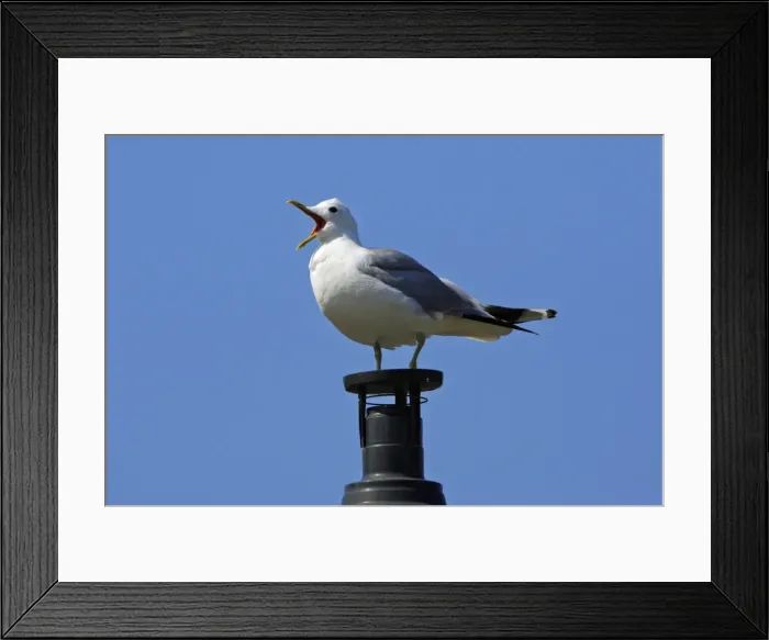 Framed Print : Common Gull-sitting on chimmney, calling, Northumberland UK Framed Print : Common Gull-sitting on chimmney, calling, Northumberland UK