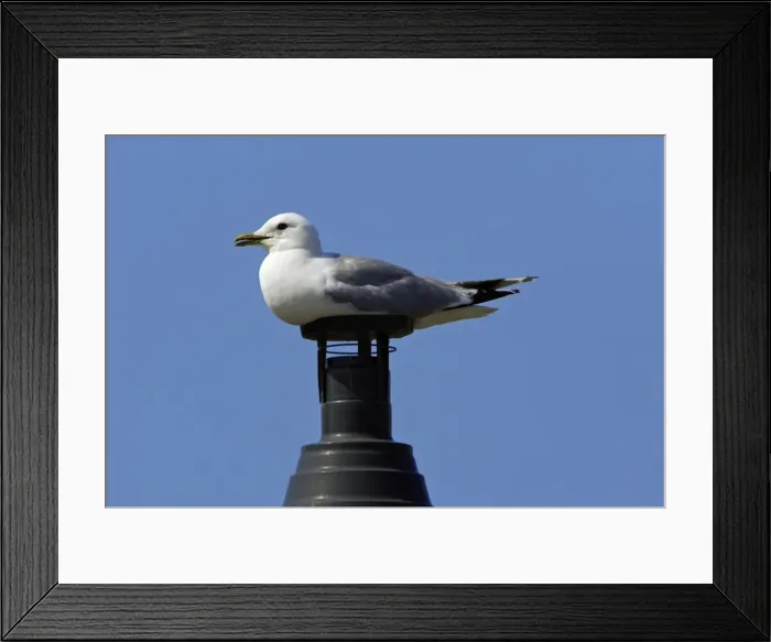 Framed Print : Common Gull-sitting on chimney, Northumberland UK