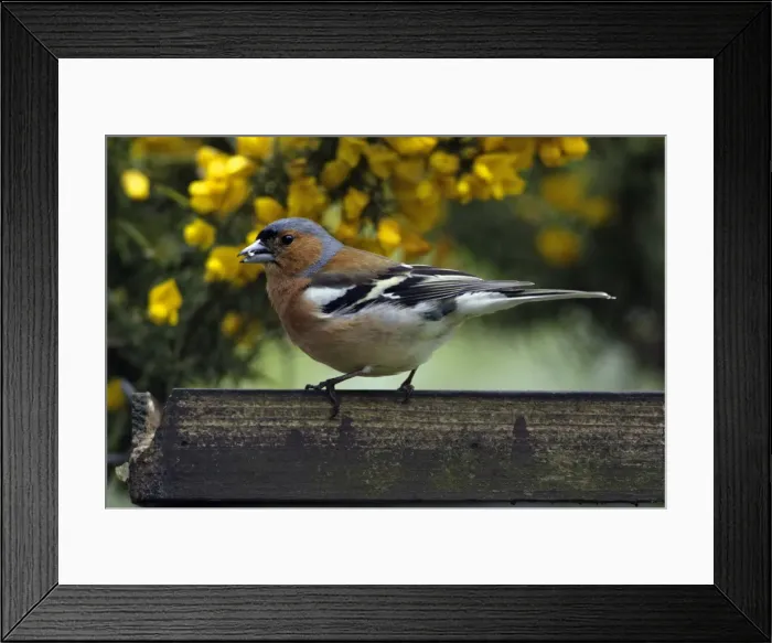 Framed Print : Chaffinch-male at bird table eating seed, Northumberland UK Framed Print : Chaffinch-male at bird table eating seed, Northumberland UK