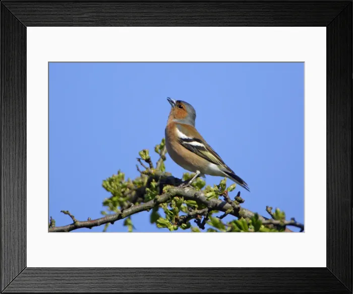 Framed Print : Chaffinch-male singing in spring, Northumberland UK Framed Print : Chaffinch-male singing in spring, Northumberland UK