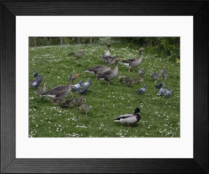 Framed Print : Greylag Geese, Feral pigeons, Mallard-being fed in park, Washington WWT, Tyne and Wear UK Framed Print : Greylag Geese, Feral pigeons, Mallard-being fed in park, Washington WWT, Tyne and Wear UK