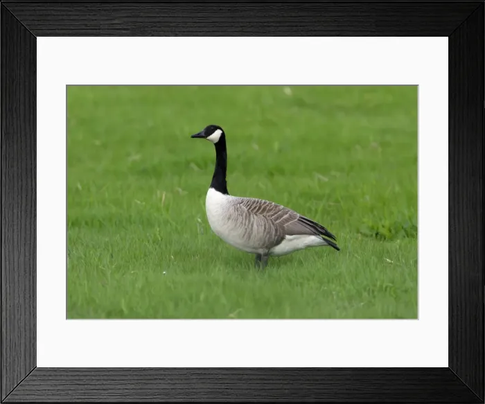 Framed Print : Canada Goose-resting on meadow, Northumberland UK Framed Print : Canada Goose-resting on meadow, Northumberland UK