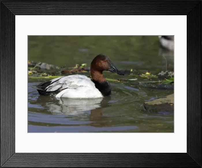 Framed Print : Canvasback-drake swimming on lake, Washington WWT, Tyne and Wear UK
