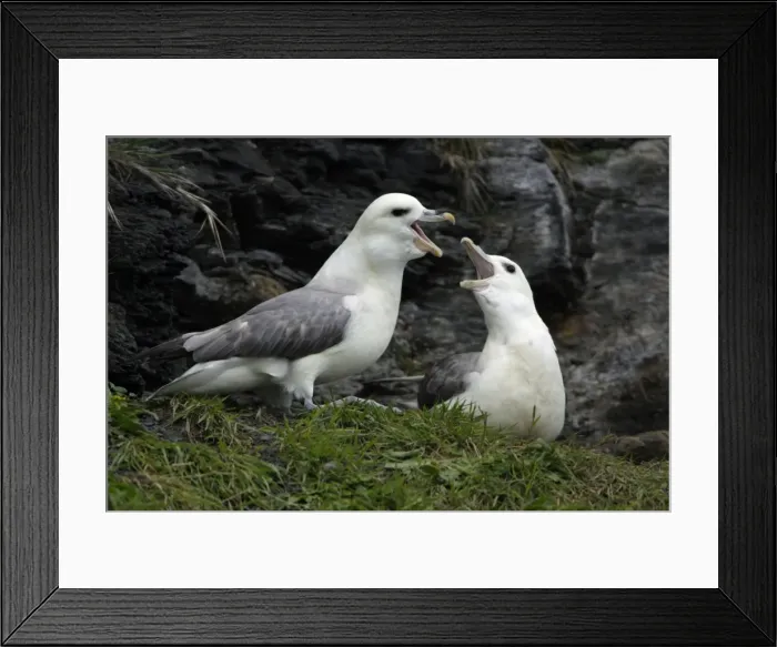 Framed Print : Fulmar-pair courtship displaying on coastal cliff, Northumberland UK Framed Print : Fulmar-pair courtship displaying on coastal cliff, Northumberland UK