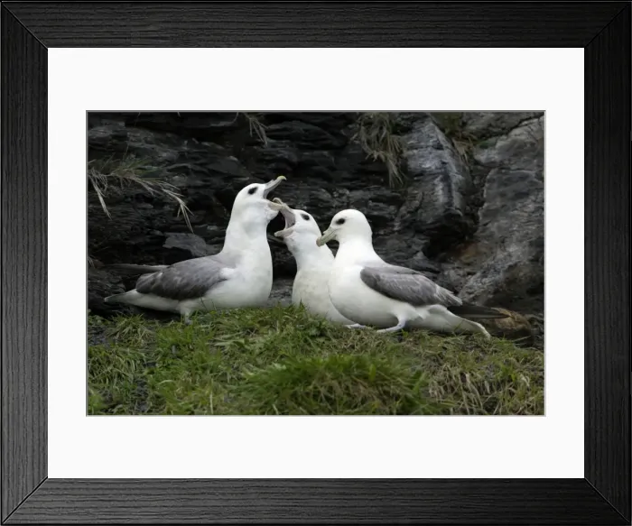 Framed Print : Fulmar-pair and rival courtship displaying on coastal cliff, Northumberland UK Framed Print : Fulmar-pair and rival courtship displaying on coastal cliff, Northumberland UK