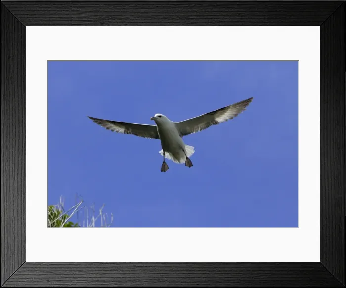 Framed Print : Fulmar-hovering in flight against blue sky, Northumberland UK Framed Print : Fulmar-hovering in flight against blue sky, Northumberland UK
