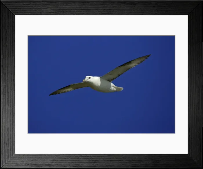 Framed Print : Fulmar-soaring in flight against blue sky, Northumberland UK Framed Print : Fulmar-soaring in flight against blue sky, Northumberland UK