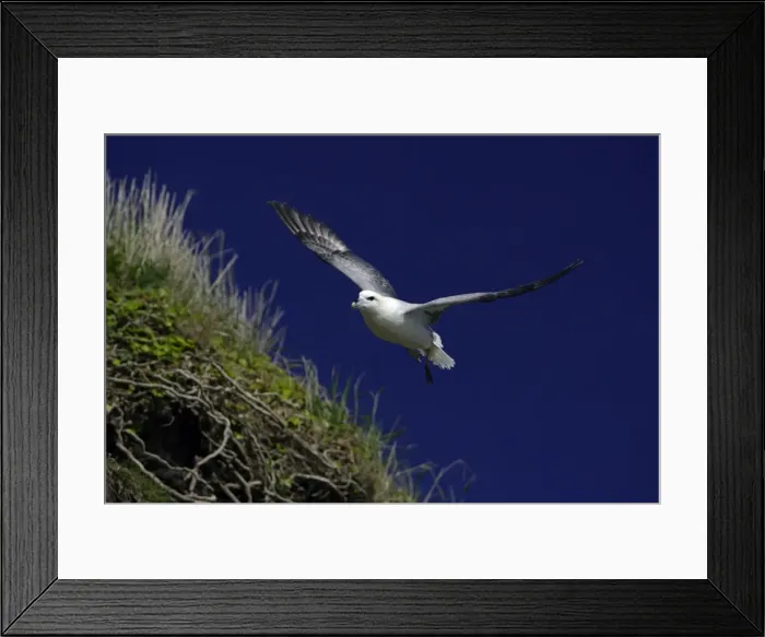 Framed Print : Fulmar-in flight above coastal cliff, against blue sky, Northumberland UK Framed Print : Fulmar-in flight above coastal cliff, against blue sky, Northumberland UK