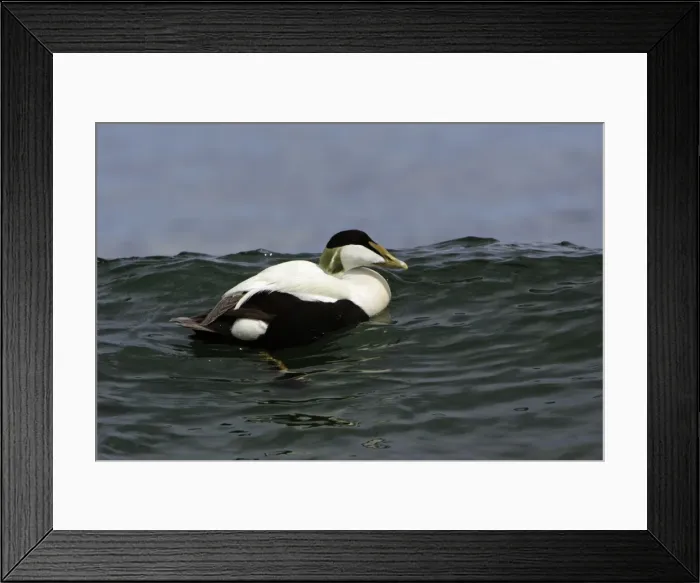 Framed Print : Eider Duck-Male swimming on waves along coastline, Northumberland UK Framed Print : Eider Duck-Male swimming on waves along coastline, Northumberland UK