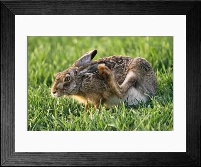 Framed Print : European Hare - scratching its ear Framed Print : European Hare - scratching its ear