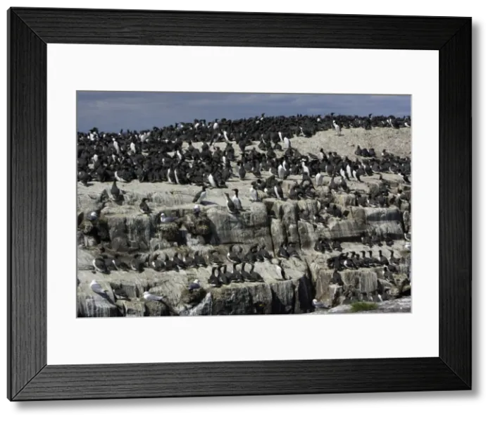 Framed Print : Guillemot-nesting colony, Farne Isles, Northumberland UK Framed Print : Guillemot-nesting colony, Farne Isles, Northumberland UK