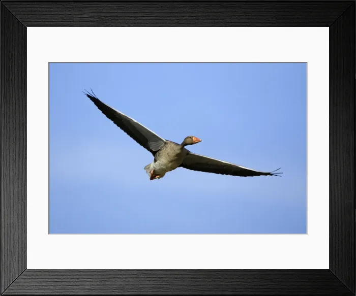 Framed Print : Greylag Goose-in flight against blue sky, Northumberland, UK Framed Print : Greylag Goose-in flight against blue sky, Northumberland, UK