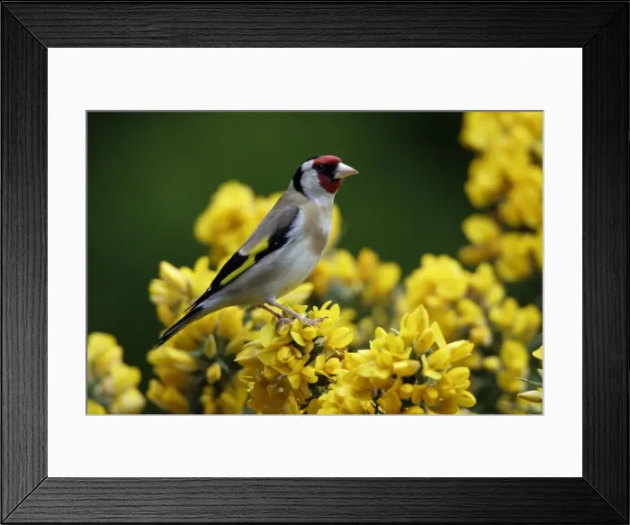 Framed Print : Goldfinch-perched on gorse bush, Northumberland UK Framed Print : Goldfinch-perched on gorse bush, Northumberland UK