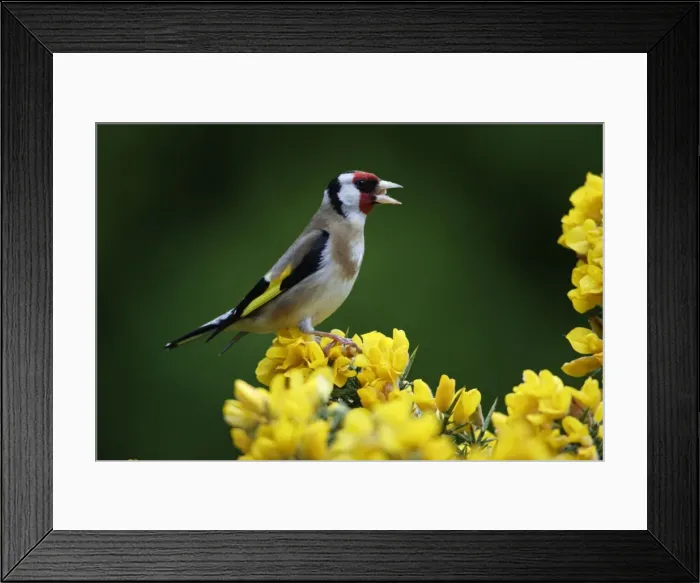 Framed Print : Goldfinch-perched on gorse bush feeding, Northumberland UK Framed Print : Goldfinch-perched on gorse bush feeding, Northumberland UK