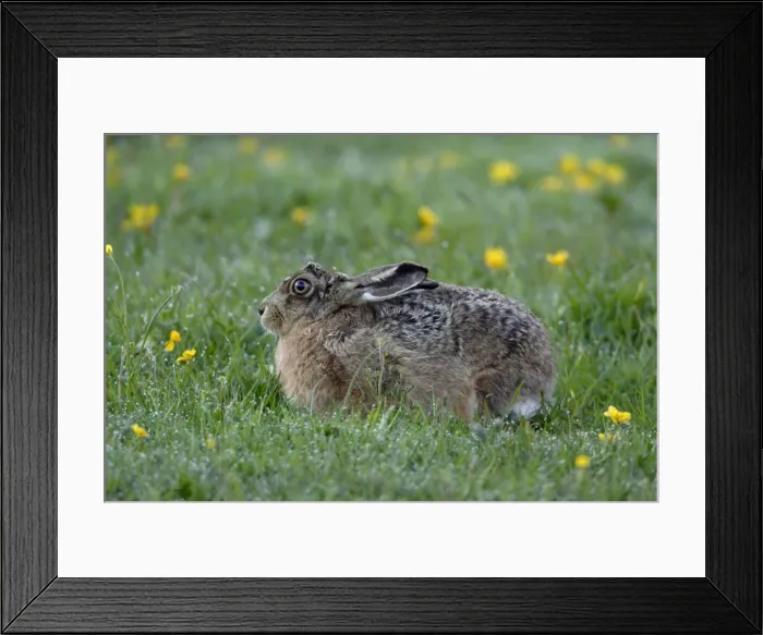Framed Print : European Hare-resting in dew covered meadow, Northumberland UK Framed Print : European Hare-resting in dew covered meadow, Northumberland UK