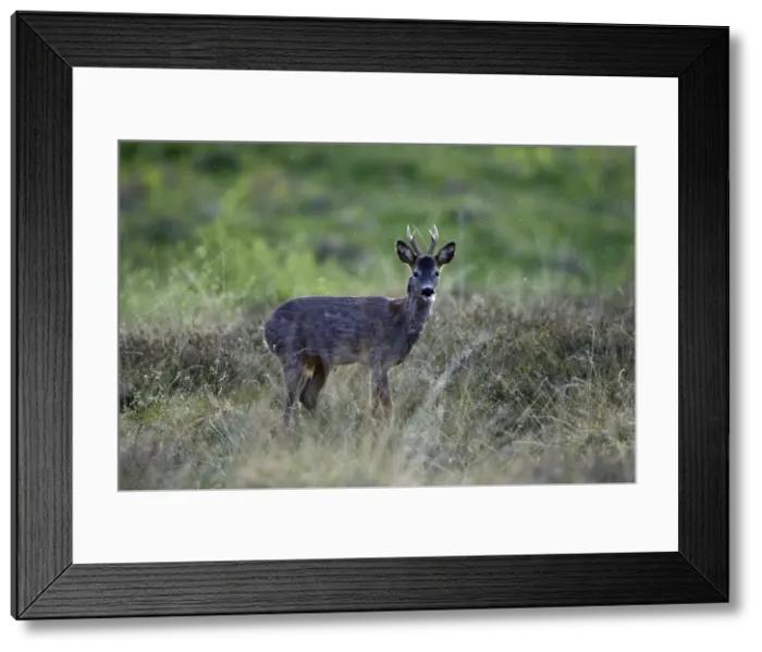 Framed Print : Roe Deer-buck sticking its tongue out, Northumberland UK Framed Print : Roe Deer-buck sticking its tongue out, Northumberland UK