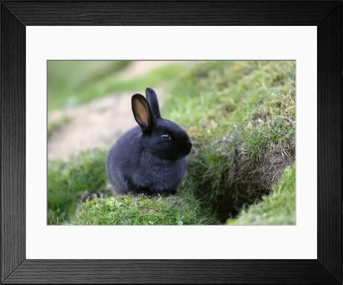 Framed Print : Wild Rabbit-young animal with black fur sitting in front of burrow, Northumberland UK Framed Print : Wild Rabbit-young animal with black fur sitting in front of burrow, Northumberland UK