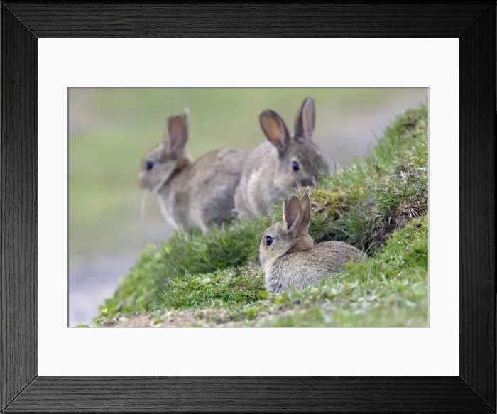 Framed Print : Wild Rabbit-3 young animal sitting in front of burrow, Northumberland UK Framed Print : Wild Rabbit-3 young animal sitting in front of burrow, Northumberland UK