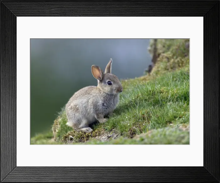 Framed Print : Wild Rabbit-young animal alert, Northumberland UK Framed Print : Wild Rabbit-young animal alert, Northumberland UK