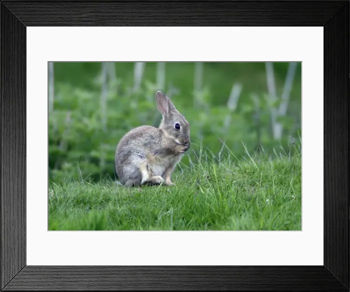 Framed Print : Wild Rabbit-animal sitting cleaning its paws, Northumberland UK Framed Print : Wild Rabbit-animal sitting cleaning its paws, Northumberland UK